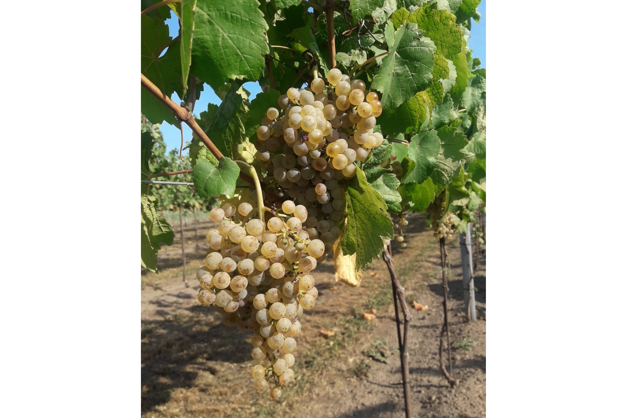 grape harvest 2018