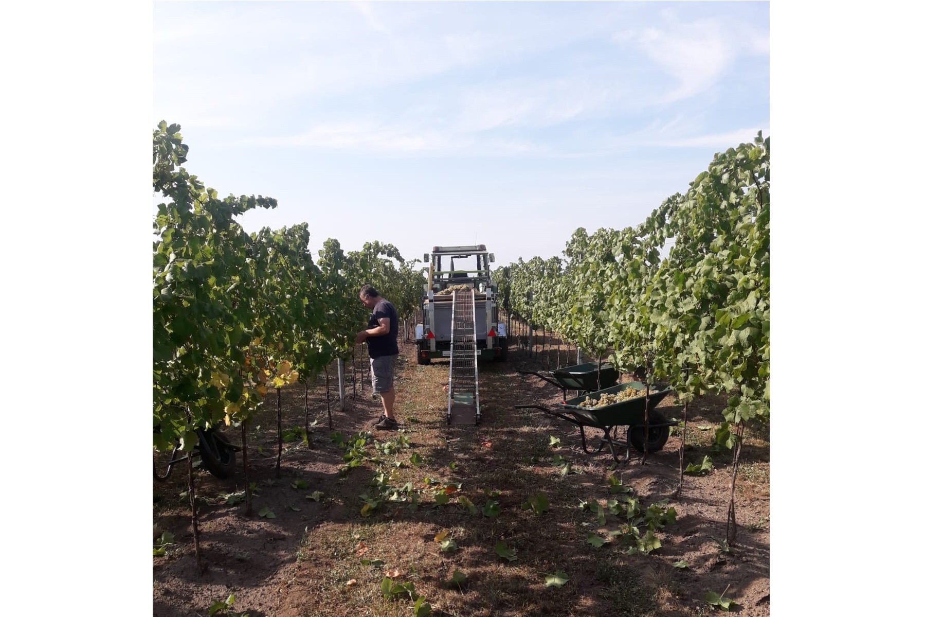 grape harvest 2018